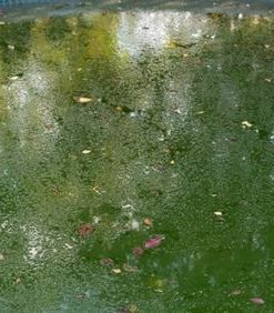 High Quality Algaecide 5 Litres Algicide algae controller remover